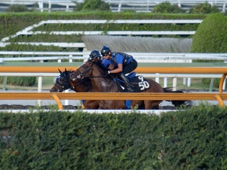 【新潟記念】ベルーフと田辺終了のお知らせ：池江「直線だけに賭ける競馬がいい」