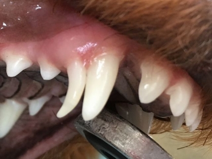 4本乳歯遺残 (1)