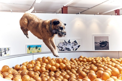 world-first-dog-art-exhibition-dominic-wilcox-london-2.jpg