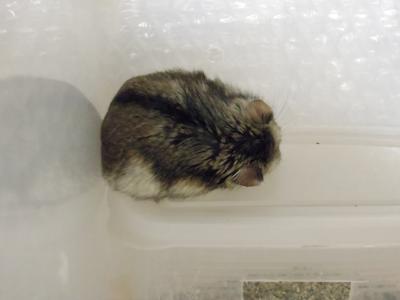 どこでも野良寝３