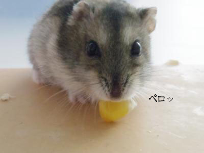 とうもろこし２