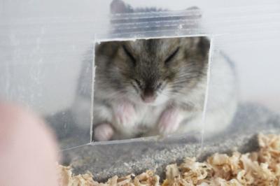 ねむねむラー君４
