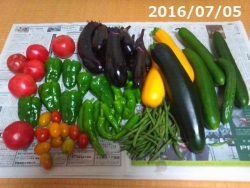 収穫の夏野菜たち160705