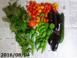 収穫の夏野菜たち160804