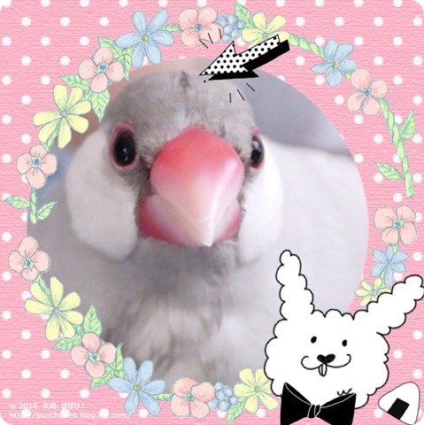 シルバー文鳥のネムイちゃんの写真