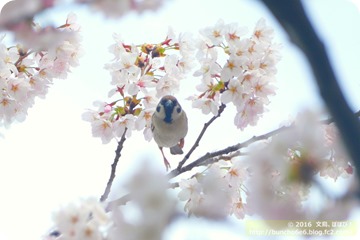 桜と野鳥の写真