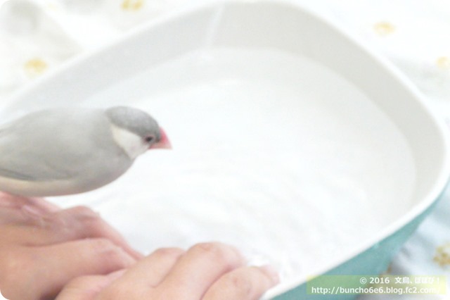 文鳥の水浴びの写真