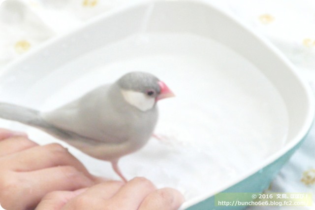 水浴びをする文鳥の写真