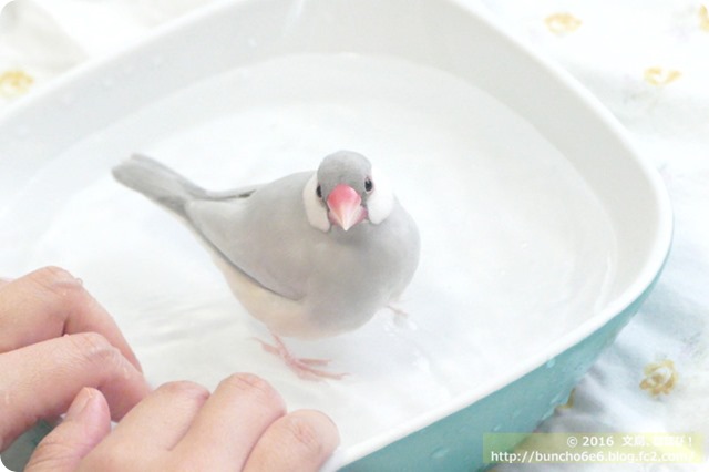 文鳥の水浴びの写真