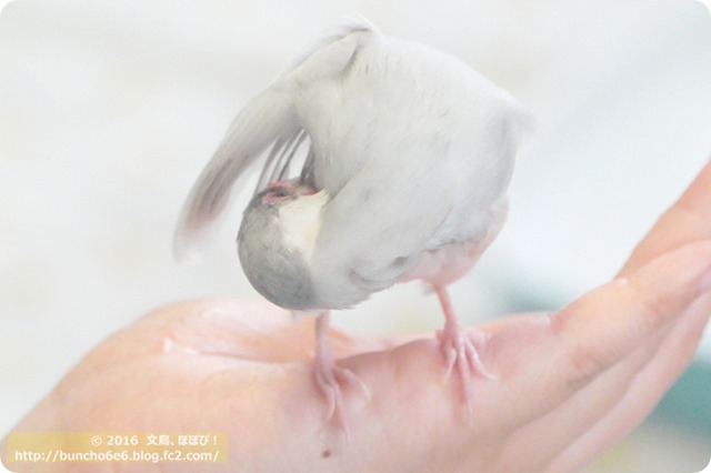 水浴び後の文鳥の写真