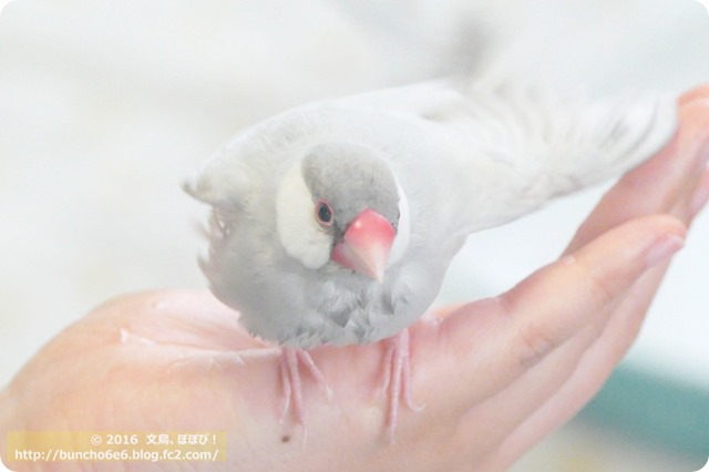 水浴び後の文鳥の写真