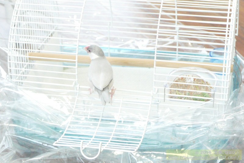 日本 ＨＯＥＩ 小鳥キャリー ミレニアムアーチ ホワイト