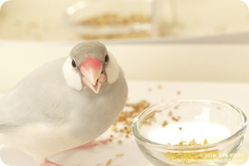食べている文鳥の写真