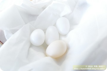 シルバー文鳥のネムイちゃんの卵の写真