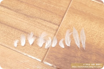 シルバー文鳥のネムイちゃんの羽根の写真