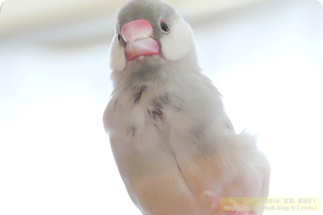 シルバー文鳥のネムイちゃんの写真