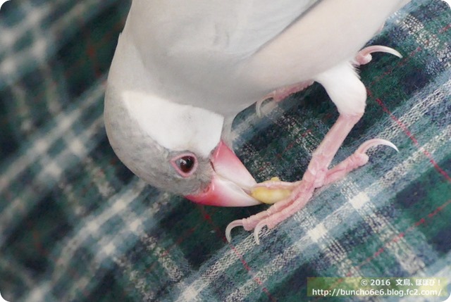 シルバー文鳥のネムイちゃんの写真