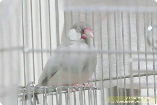 シルバー文鳥のネムイちゃんの写真