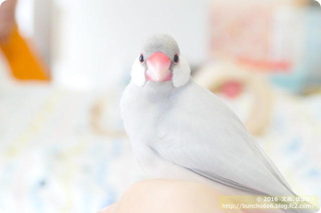 【週ネム】文鳥のヨウ素と甲状腺のお話の写真