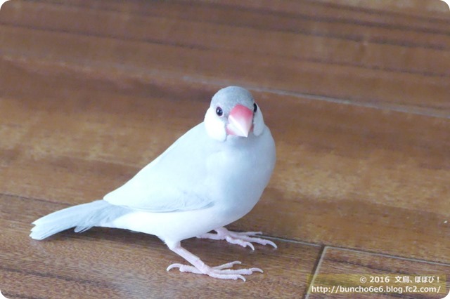 【週ネム】文鳥のヨウ素と甲状腺のお話の写真