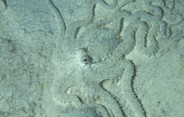 mimic-octopus.jpg