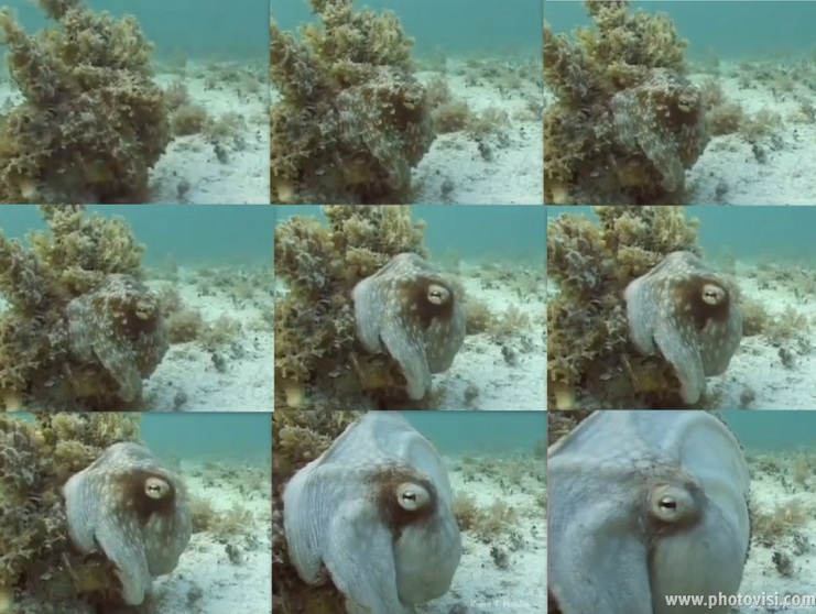 mimic-octopus2.jpg