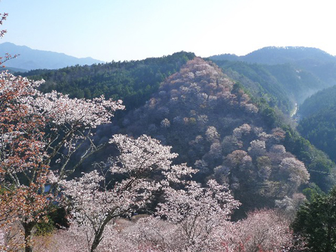 20160426_吉野の桜3
