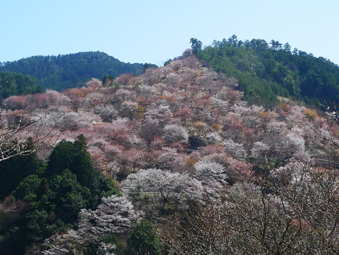 20160426_吉野の桜2