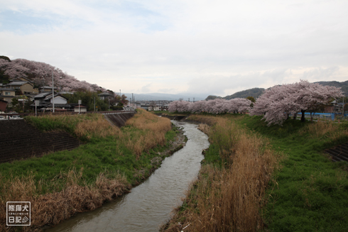 20160426_奈良の桜4