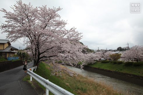 20160426_奈良の桜6