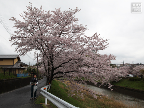 20160426_奈良の桜5