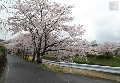 20160426_奈良の桜7
