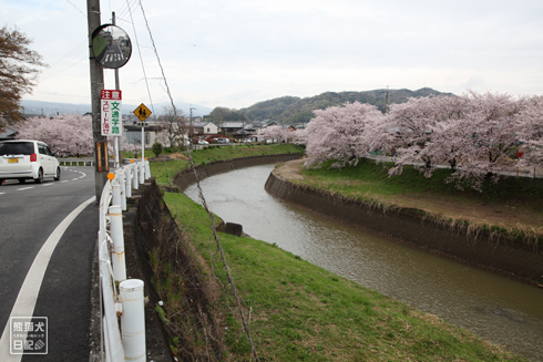 20160426_奈良の桜12