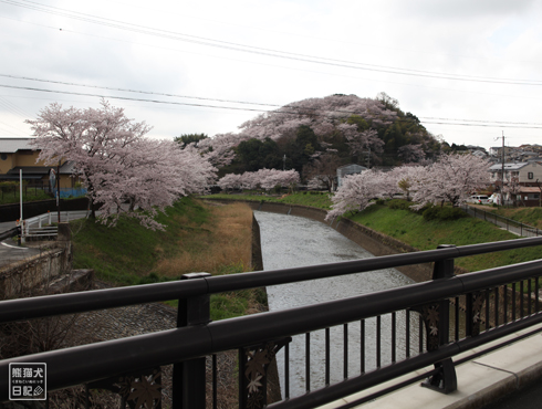 20160501_奈良の桜5