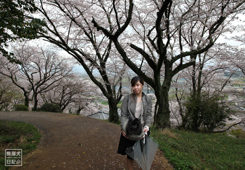 20160501_奈良の桜1