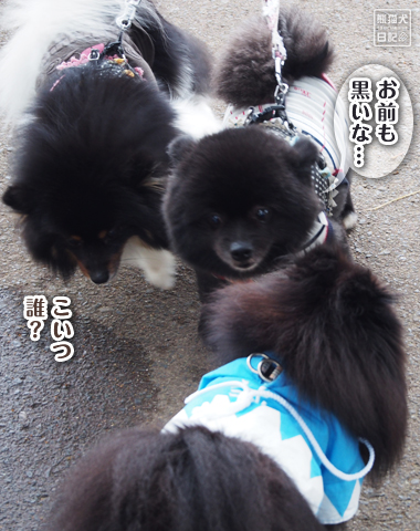 20160617_仙台の犬たち9