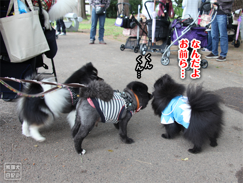 20160617_仙台の犬たち8