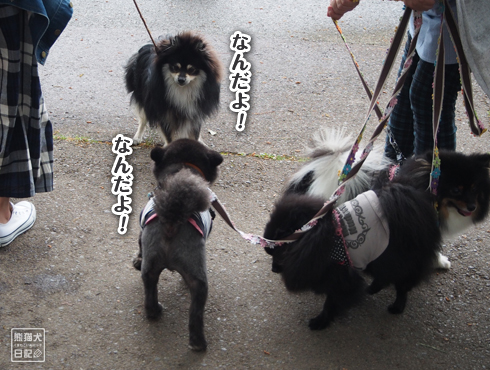 20160617_仙台の犬たち12