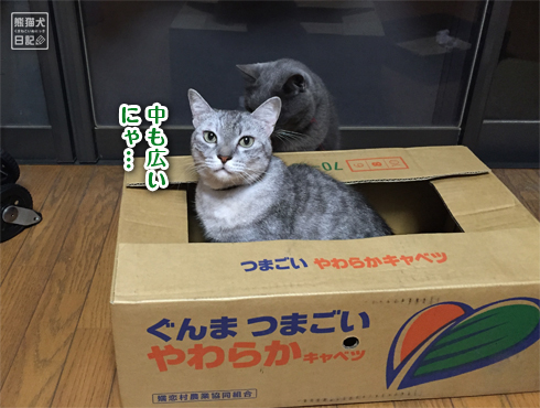20161010_箱猫たち3