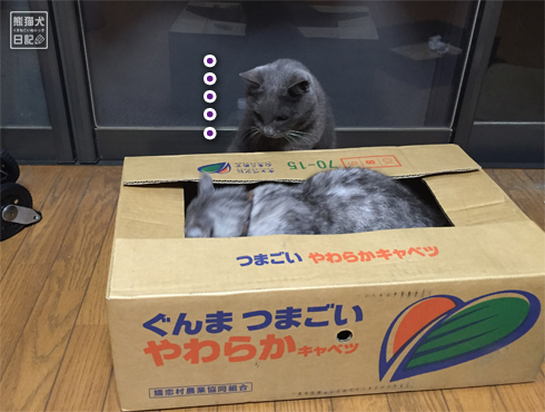 20161010_箱猫たち2