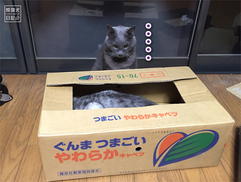 20161010_箱猫たち1