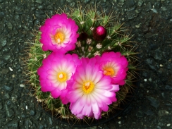 開花が始まったヘルテリー 開花が始まったヘルテリー