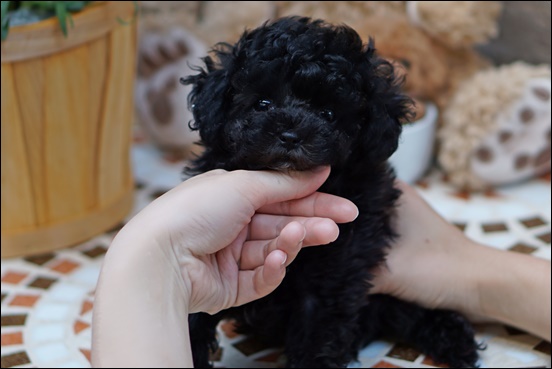 またまた激カワトイプードルですよ ティーカップ同士で産れた小さな女の子 岩手県盛岡市にある犬の美容室トリミングなら ペットサロン Petit Dog