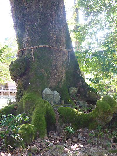 藤樹神社ダマの木