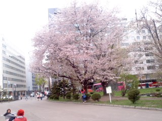 道庁桜１