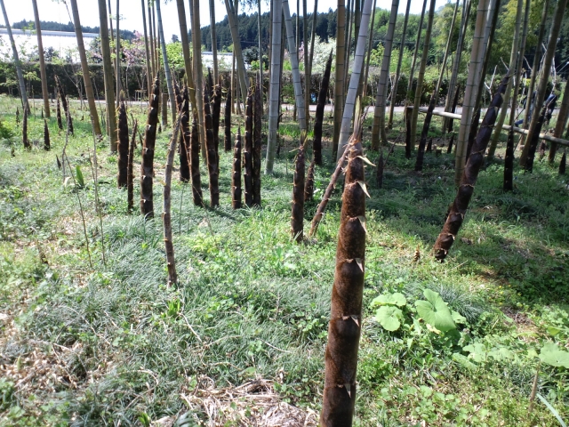 今期の春の竹藪作業。