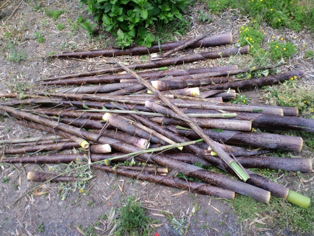 今期の春の竹藪作業。
