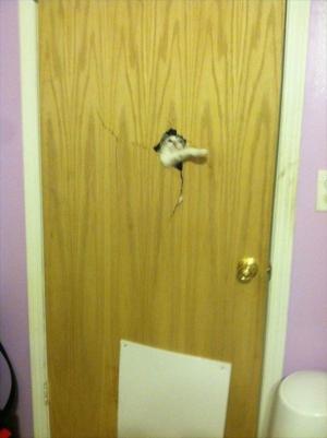 ドアを打ち破る猫