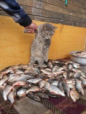 魚を欲しがる猫