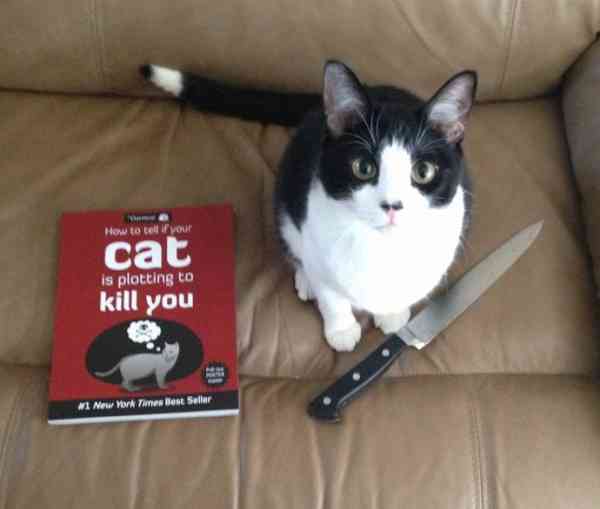 飼い主を刃物で刺殺する猫
